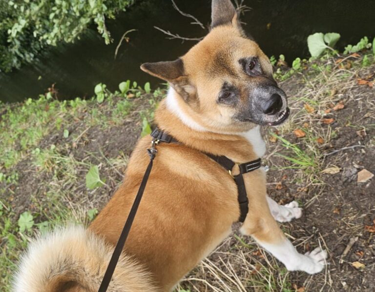 Afbeelding van WhatsApp op 2024-09-18 om 12.10