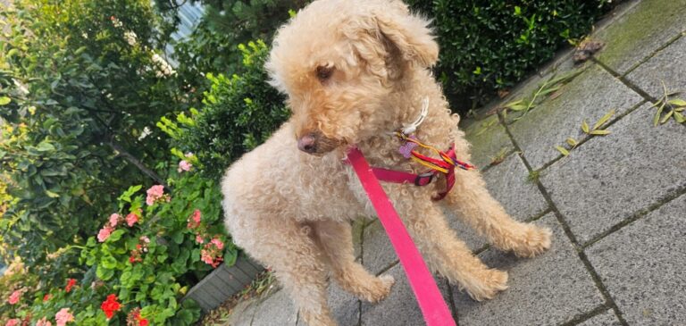 Afbeelding van WhatsApp op 2024-09-18 om 12.10