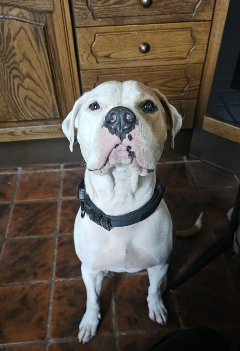 Afbeelding van WhatsApp op 2024-09-18 om 12.10