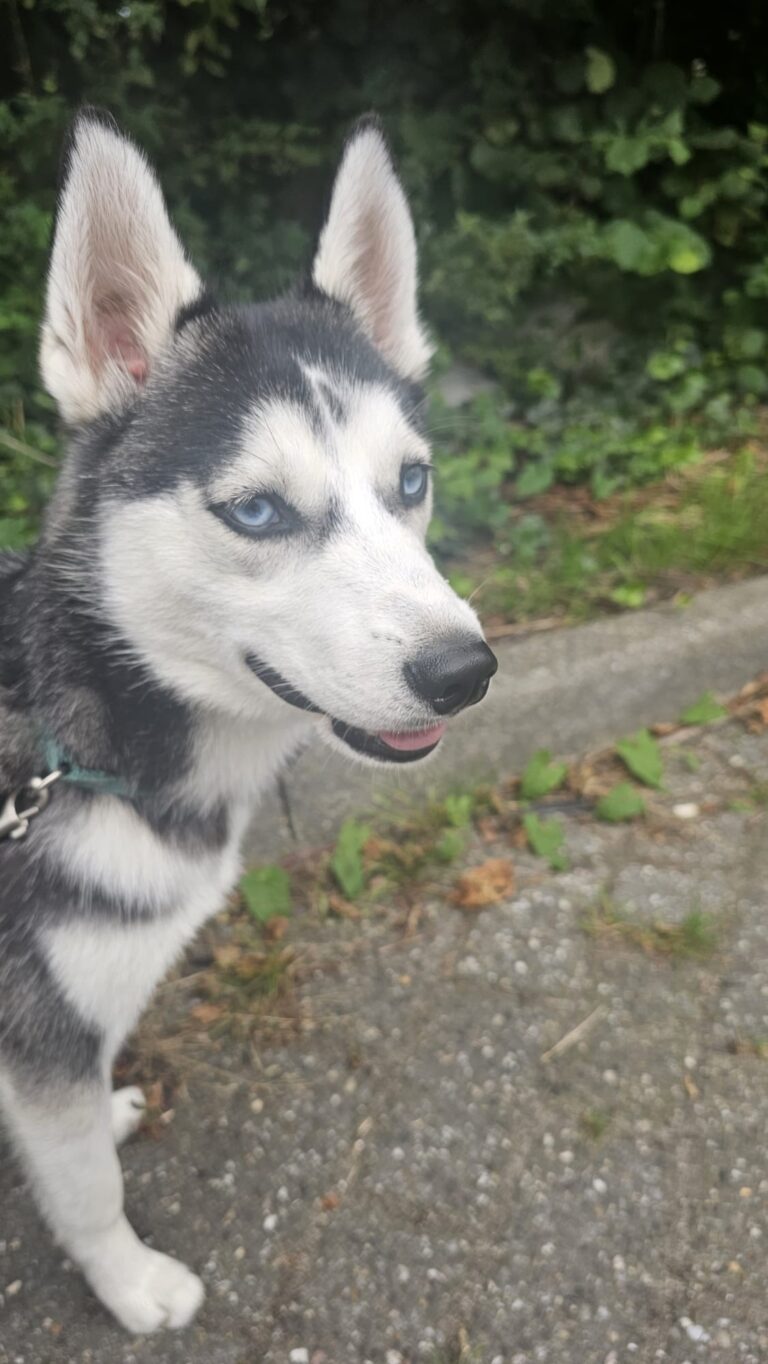 Beautiful Kenji on his walk