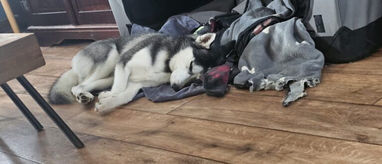 Bodhi uitgeput na het lopen