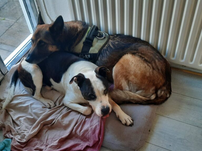 IMG-20230403-WA0009 (1)