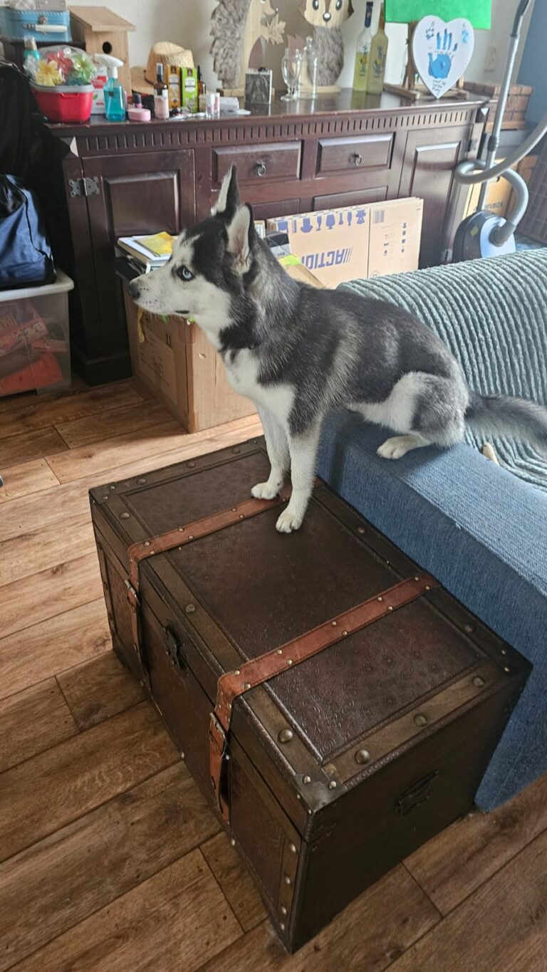 Kenji nieuwe ideeen aan het bedenken