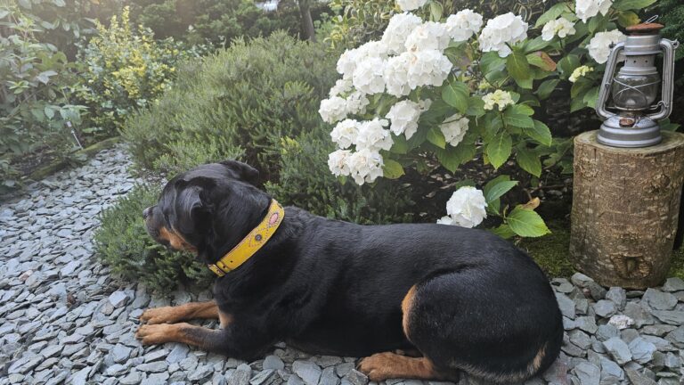 Luna de schat lekker chillen