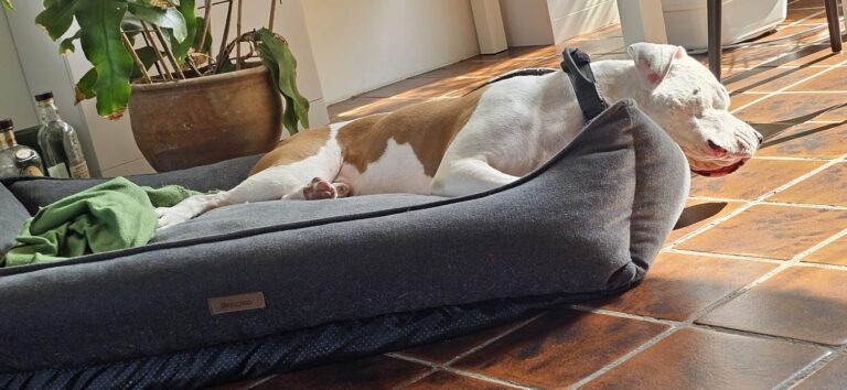 Mex aan het chillen na een potje rennen