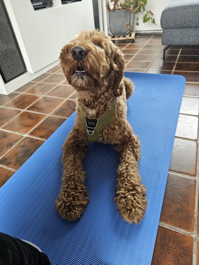 Sammie aan de Yoga