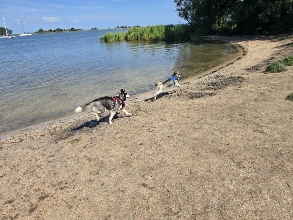 "Twee Pomsky´s Bodhi en Kenji spelen vrolijk langs het water in Hemmeland op een zonnige dag."