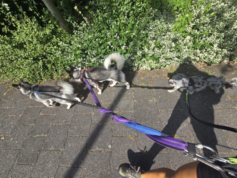 Heerlijk aan de wandel met de roedel op een zonnige dag