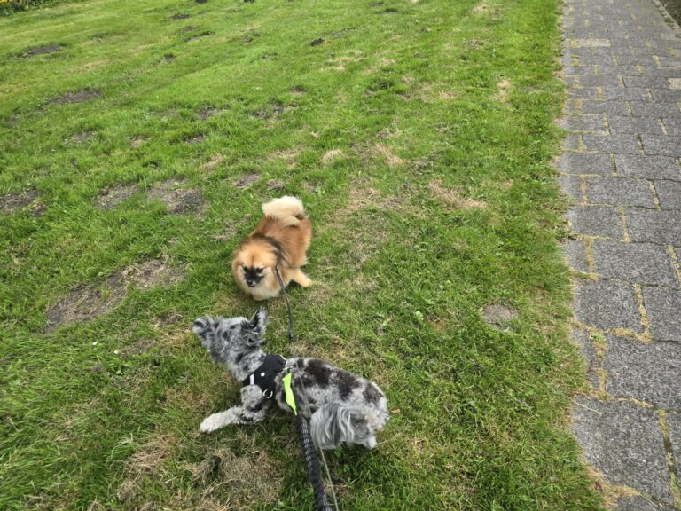 Ivy en Lycka genieten van buitenspelen