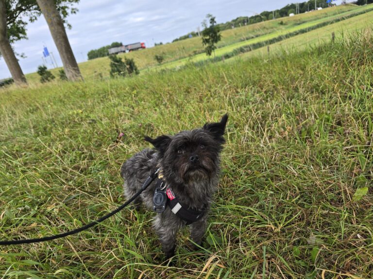 Yuki geniet van een wandeling langs de dijk met de roedel